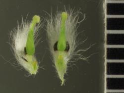Salix myricoides. Female flowers and flower bracts.
 Image: D. Glenny © Landcare Research 2020 CC BY 4.0
